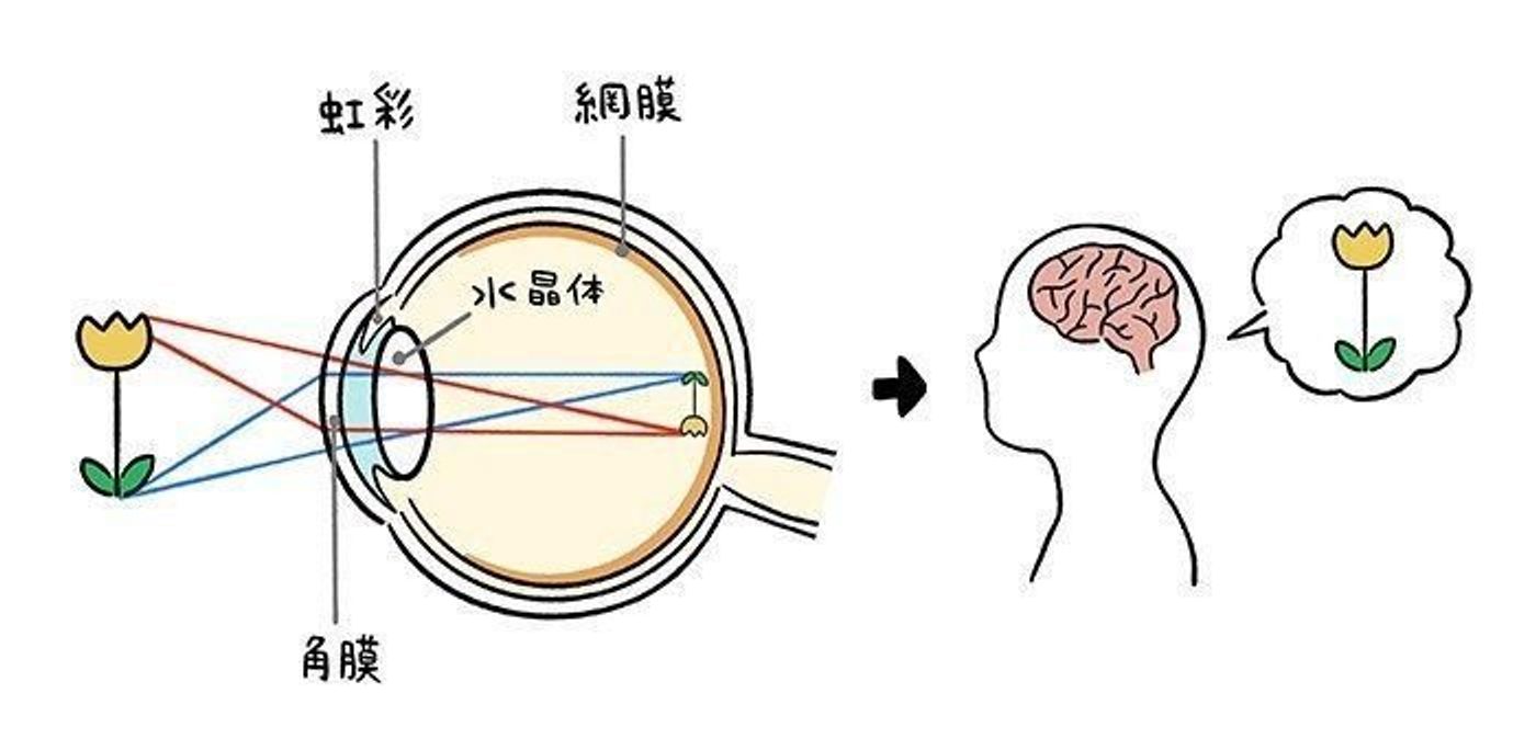 6 8歳までが発達のリミット 子どもの 視力 と 脳の発達 の深い関係を知っておこう たまひよ
