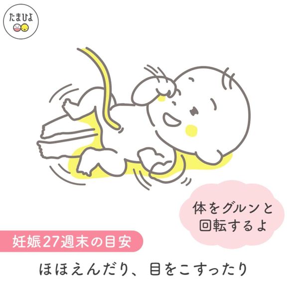 妊娠7ヶ月(24~27週)の赤ちゃん