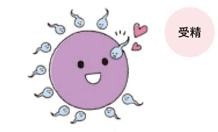 妊娠のステップ３：受精のしくみ