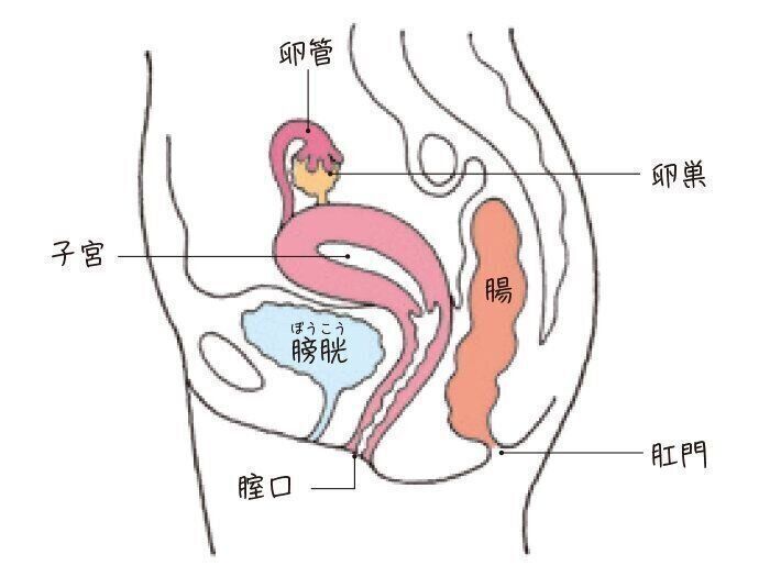 女性の体　女性性器（横）