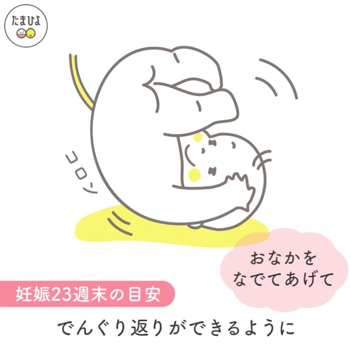 妊娠6ヶ月(20~23週)の赤ちゃん