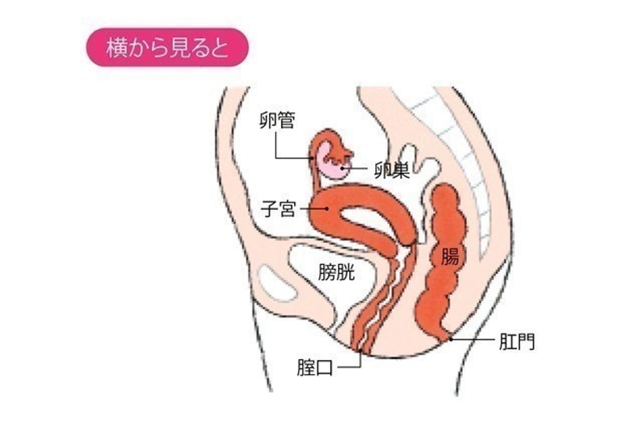 子宮 男女の体の構造を知っていますか?|たまひよの妊活