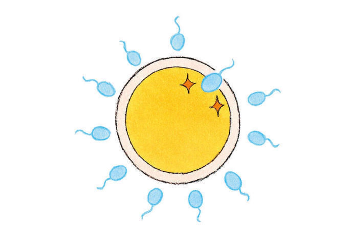 排卵から着床までのメカニズムを知っておいて たまひよの妊活 排卵から着床までのメカニズムを知っておいて たまひよの妊活