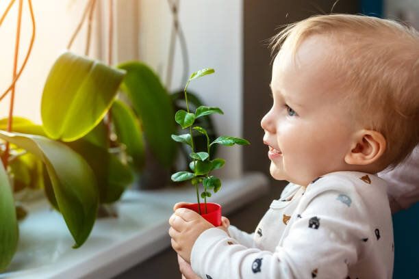 害虫なし 水漏れなし コロナ禍で人気の観葉植物 小さな子がいる家庭で楽しむコツ 専門家 たまひよ