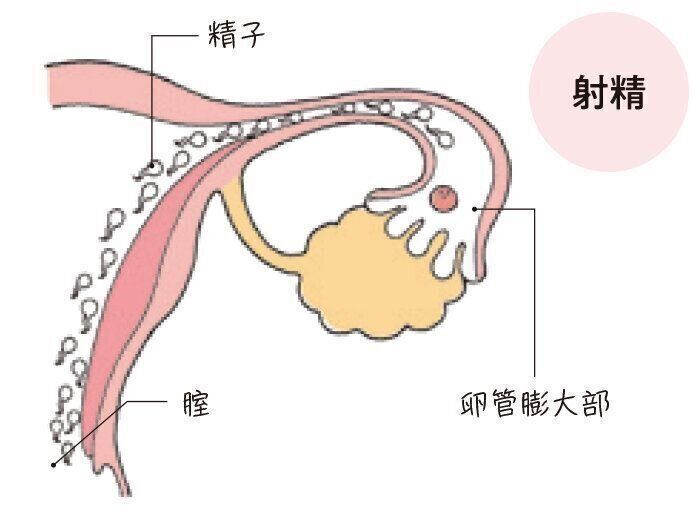 妊娠のステップ２：射精のしくみ