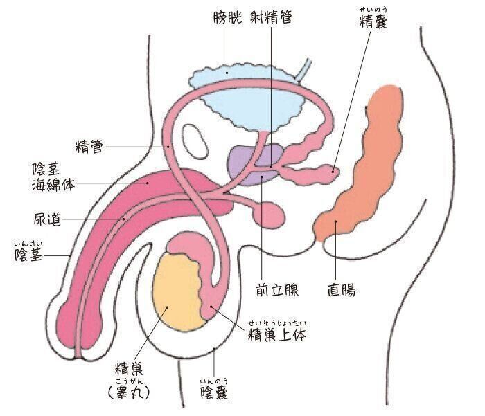 男性の体　男性性器（横）