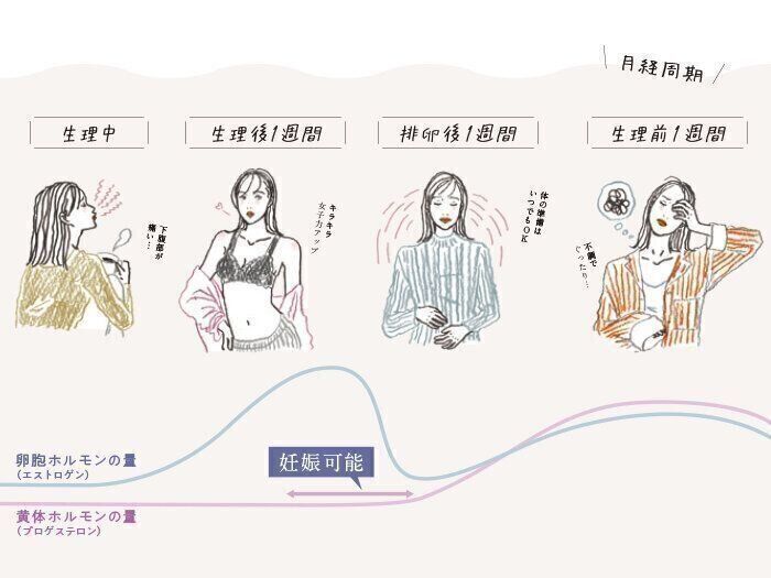 4つの月経周期における女性の変化
