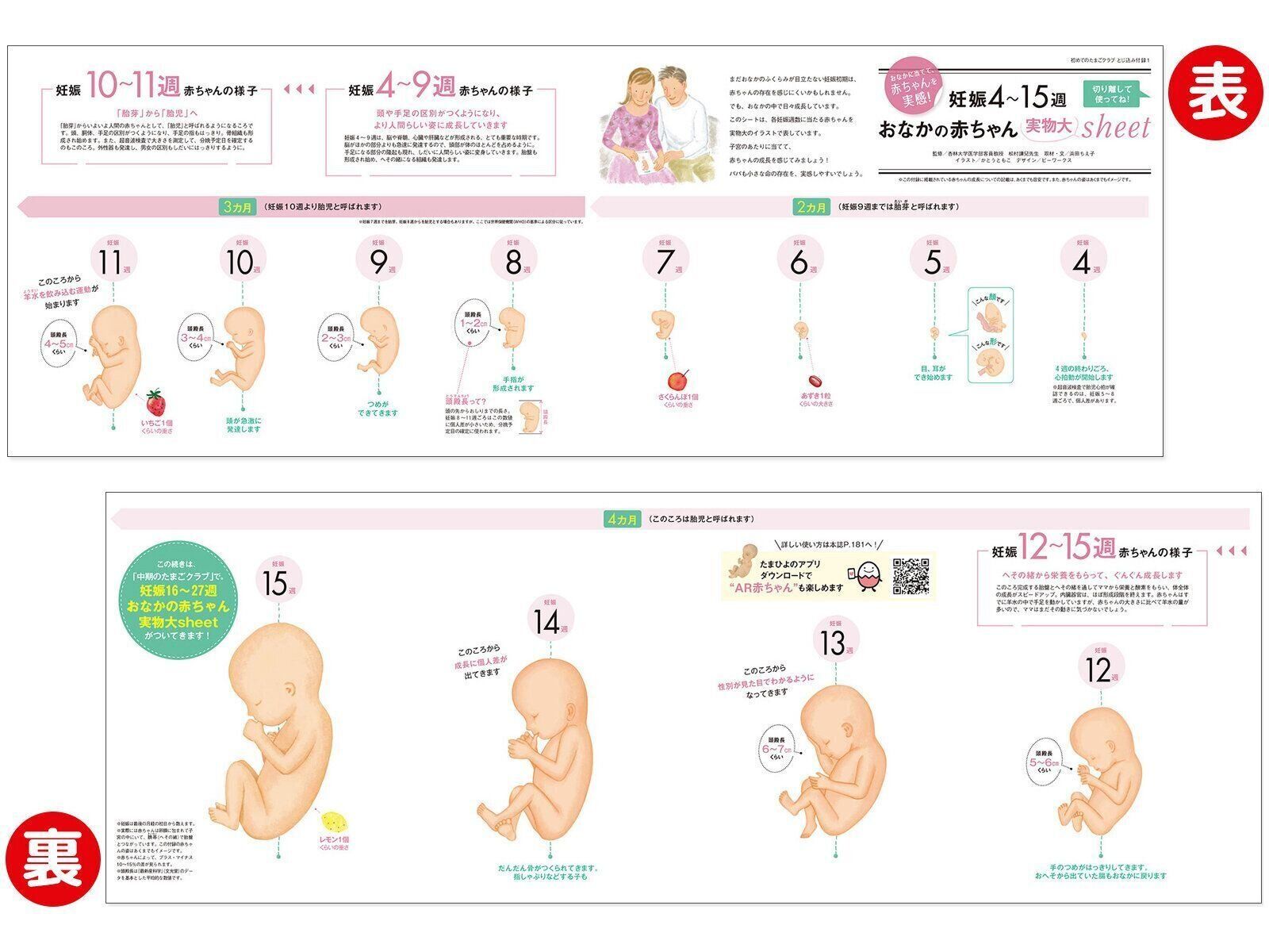 【とじ込み付録】妊娠4～15週 おなかの赤ちゃん 実物大シート
