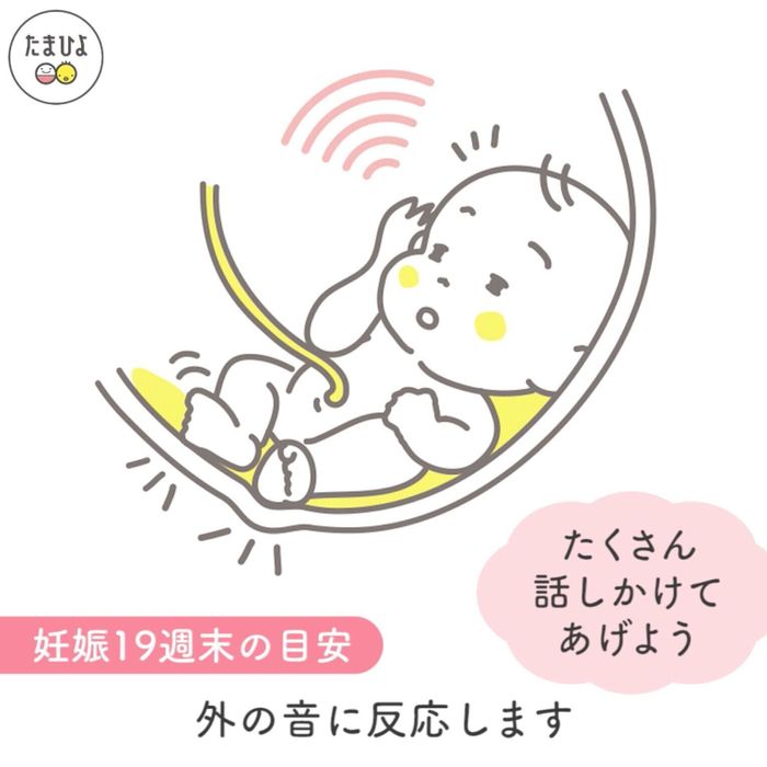 妊娠5ヶ月(16~19週)の赤ちゃん