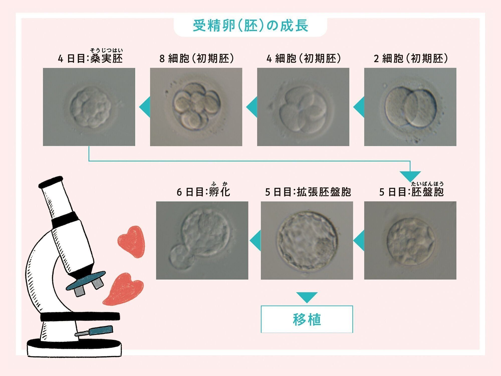 イラスト／コナガイ香