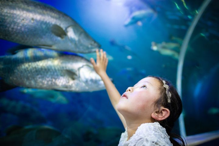 水槽を見ている少女