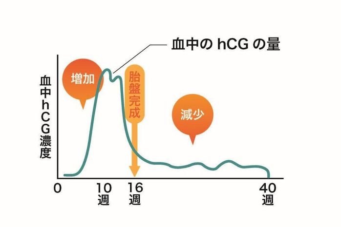 妊娠4カ月に胎盤の基本構造が完成すると、胎盤から黄体ホルモンが十分に分泌される