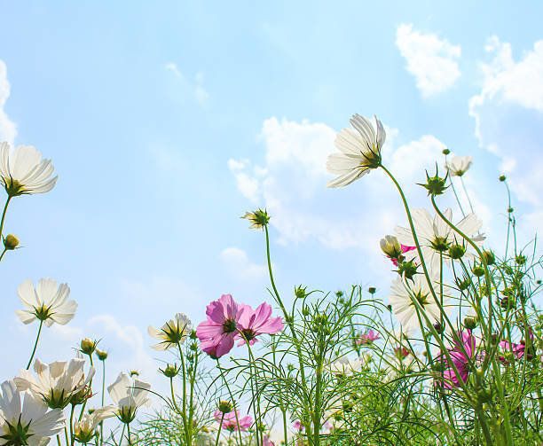 コスモスの花