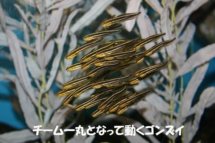 【速報!】今年の夏の企画展テーマは「高校野球」!