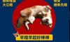 キャラ好き台湾のコロナ封じ込め要因は的確な対策と「かわいすぎる柴犬」現地の日本人ママ