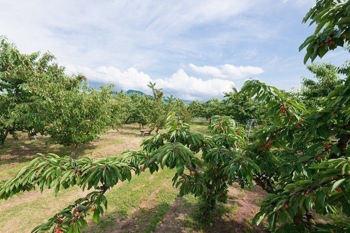 広大な農園で旬の果物が味わえる