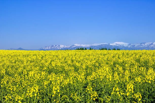北海道の菜種フィールド