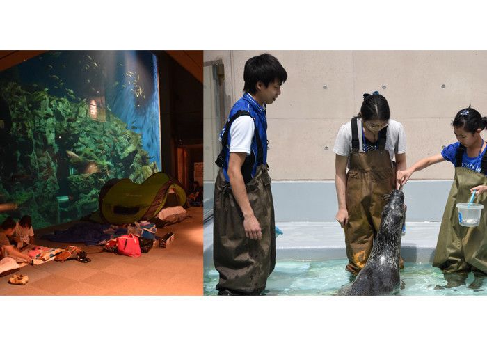 大人気!アザラシに直接エサをやれる企画も♪
