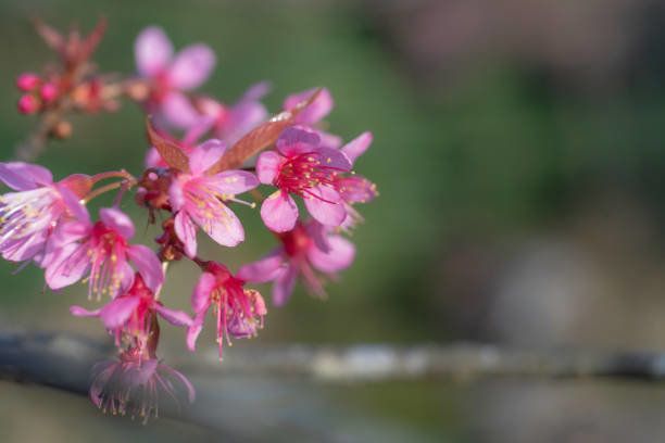 ピンクの桜や桜の花の美しい。