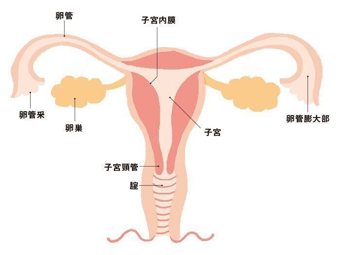 排卵のしくみ
