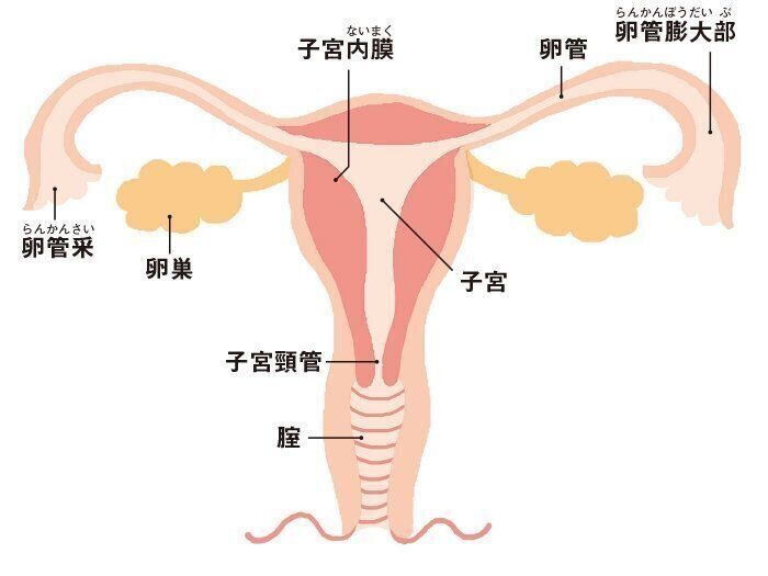 子宮を正面から見ると…