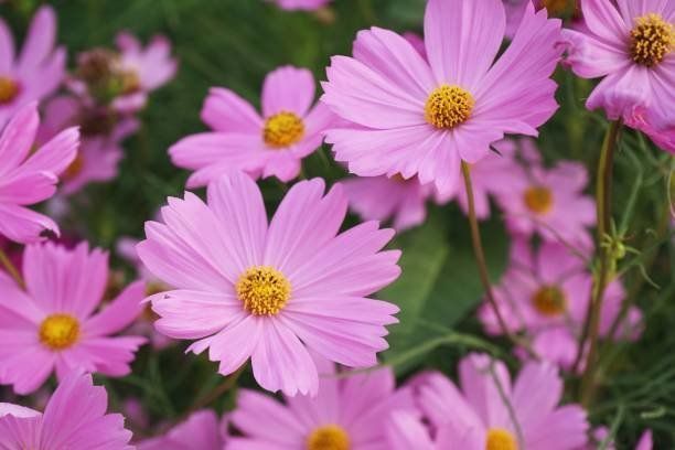 裏庭の庭の植栽に咲く美しいピンク コスモス