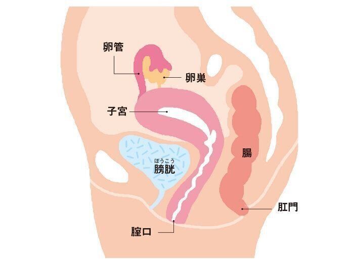 子宮を横から見ると…