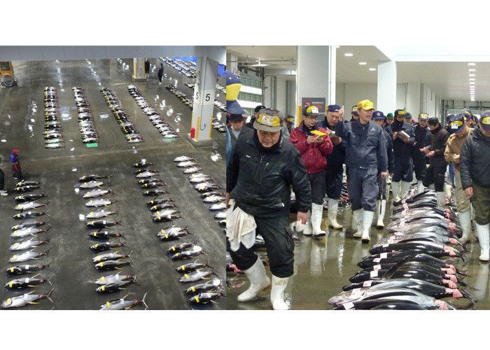 迫力満点!タイミングが合えば、せりの一部始終も見学可