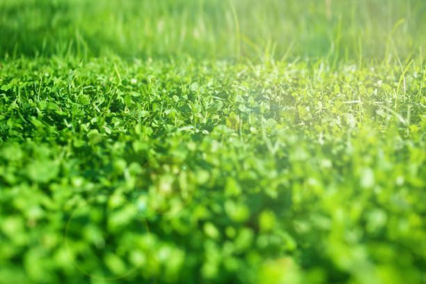 新鮮な草のフィールドです。緑の草テクスチャ - 抽象的な春背景や夏の背景