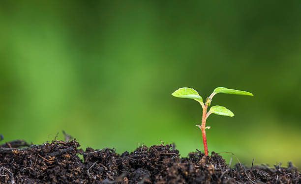 クローズアップの植物スプラウティング・から接地