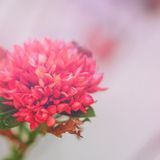 医師監修 進行流産とはどういうこと 症状やその後の処置 次の妊娠について知りたい たまひよ