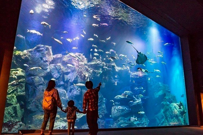 <水量約800tの巨大水槽で日本海の生き物をじっくり観察しよう>