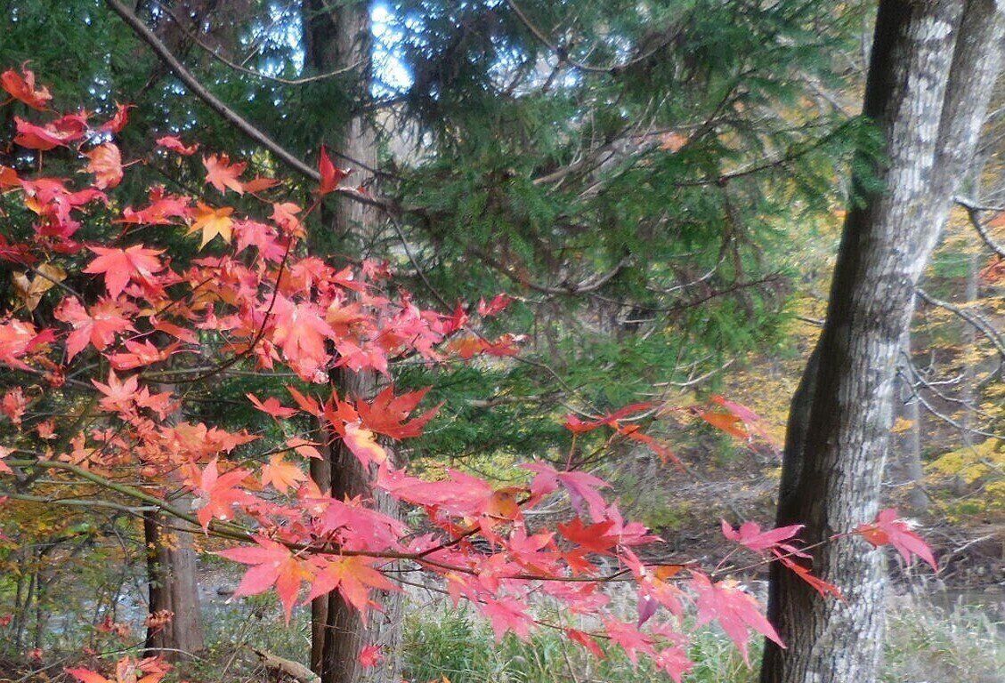 モミジの赤い葉