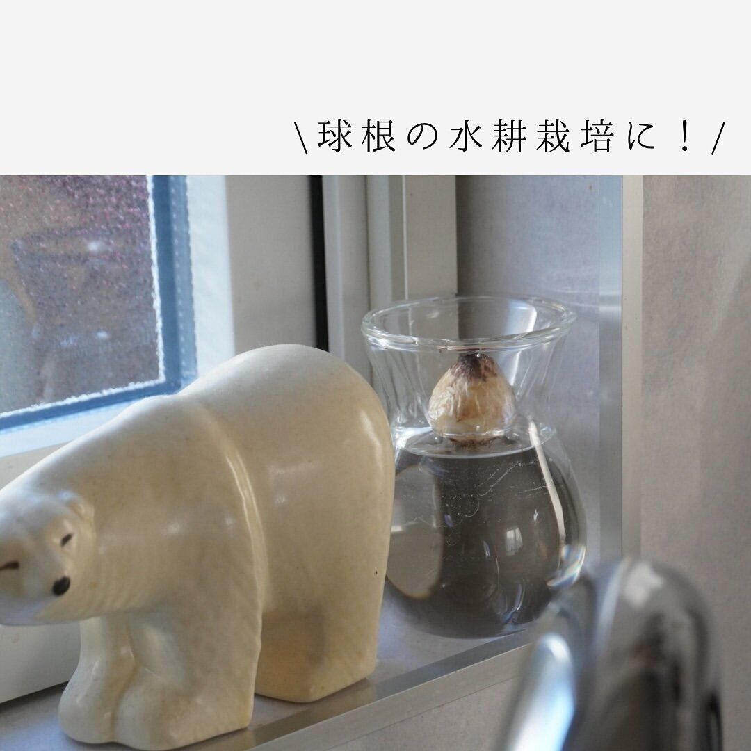 【ダイソー】自宅で手軽に水耕栽培を楽しめる