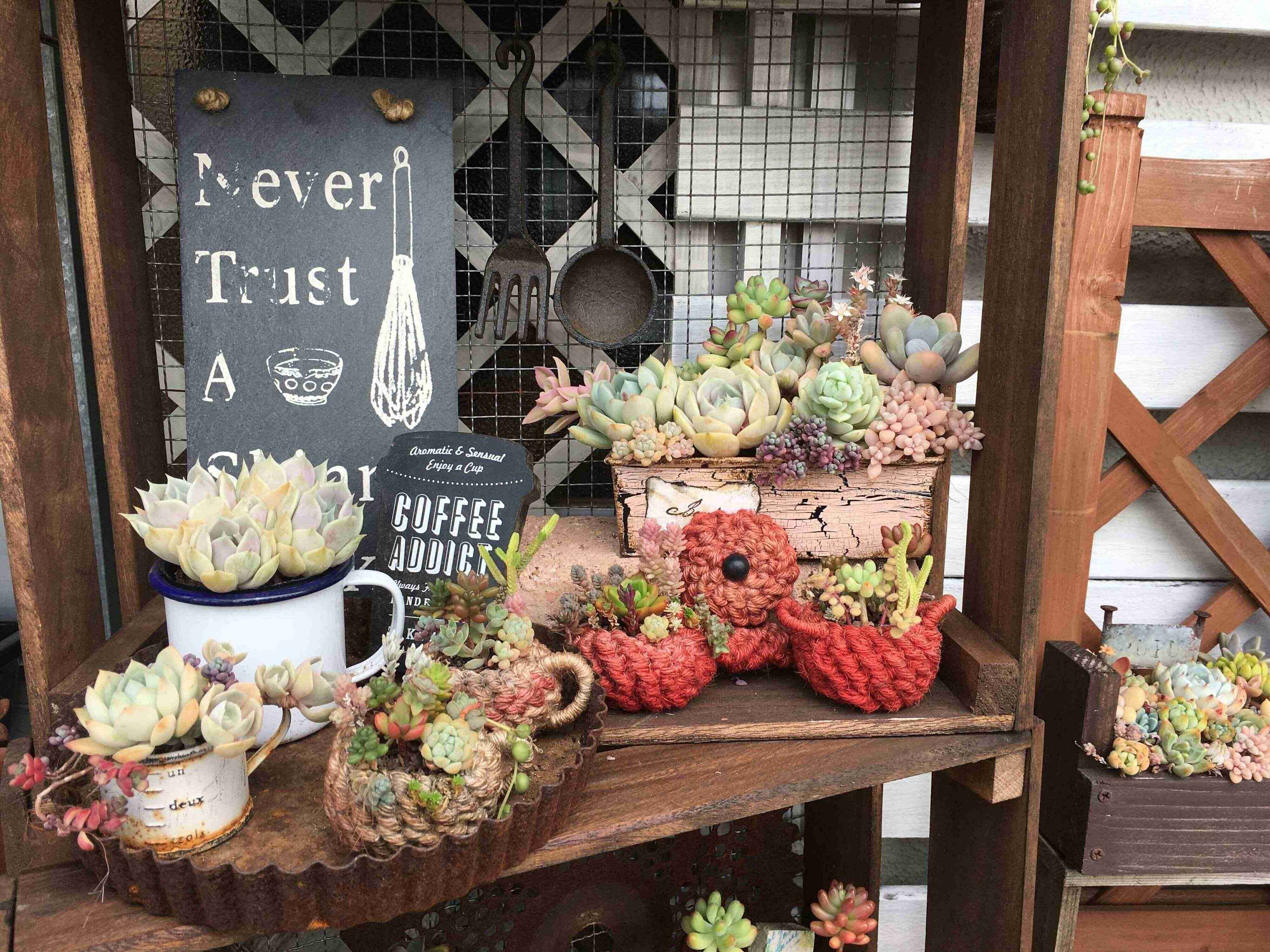 狭くてもできる！団地&賃貸のベランダで楽しむ多肉植物ガーデニングアイデア