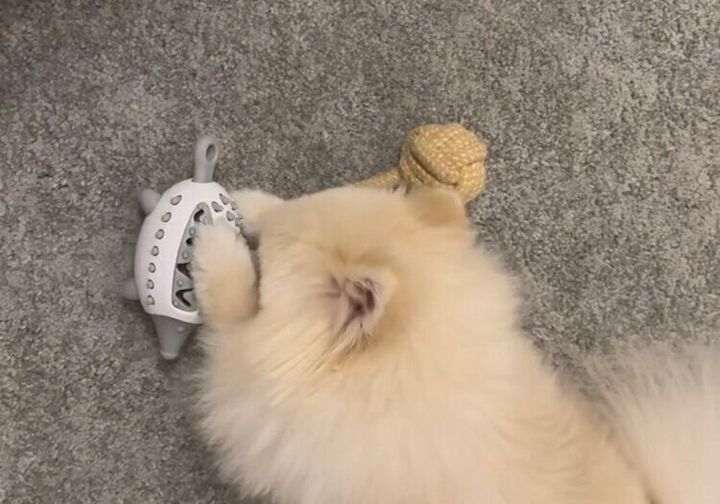 ペット用ハリネズミのエサ探しおもちゃ