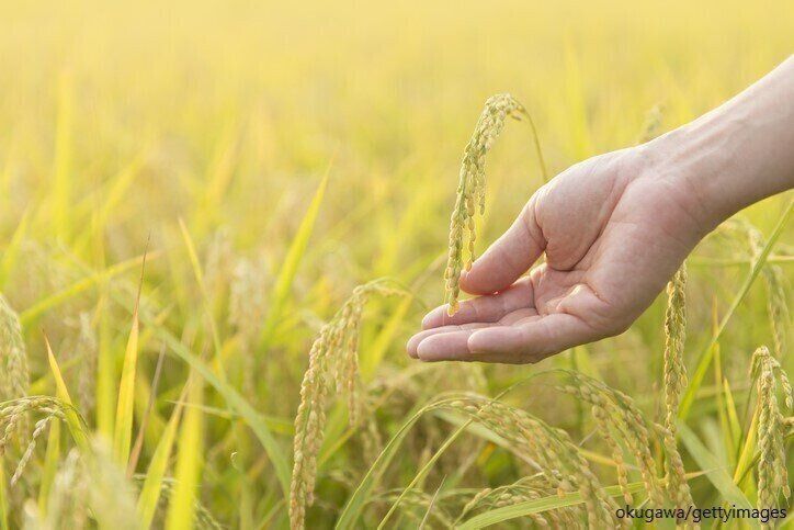 米　新米