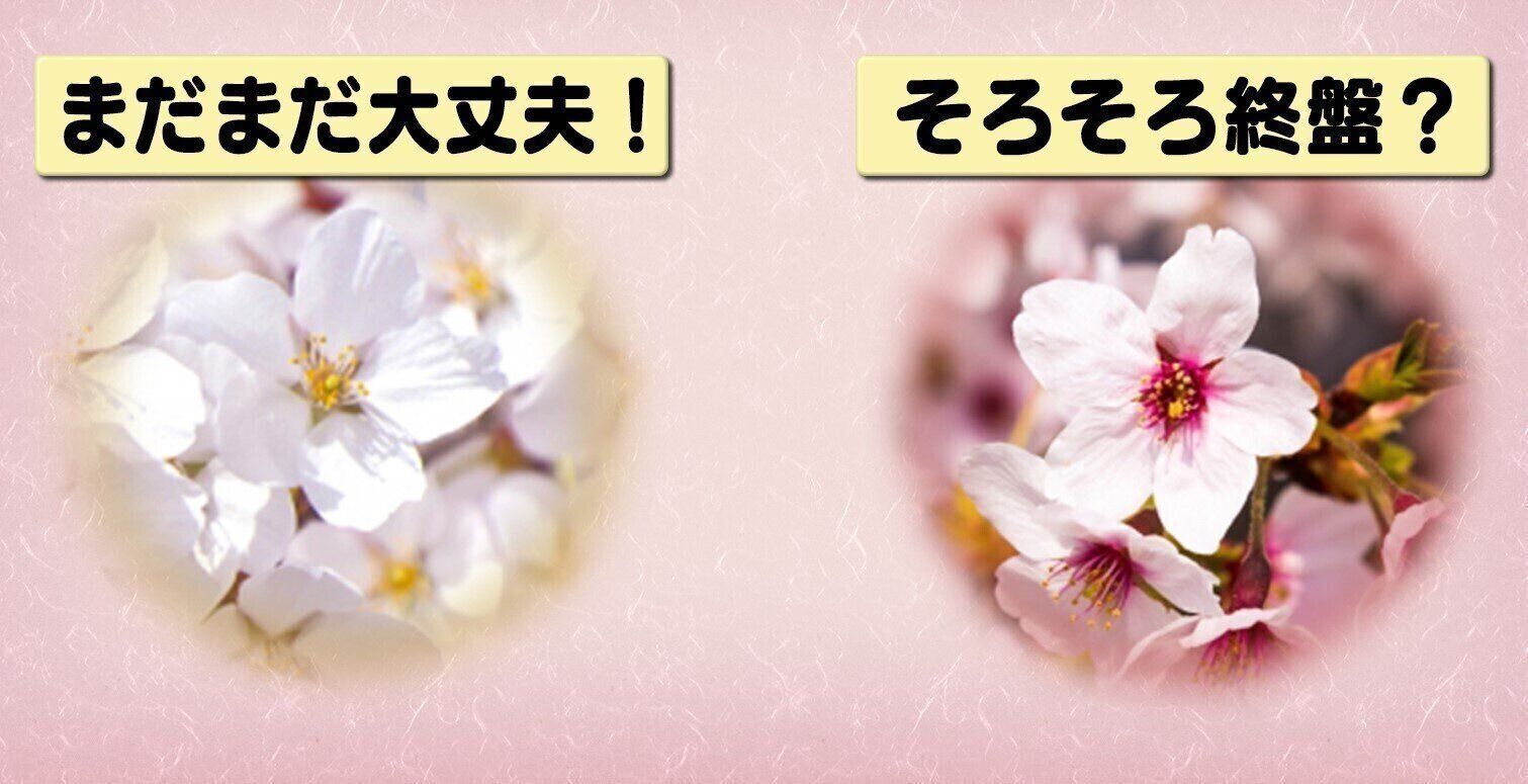桜の花の注目ポイント
