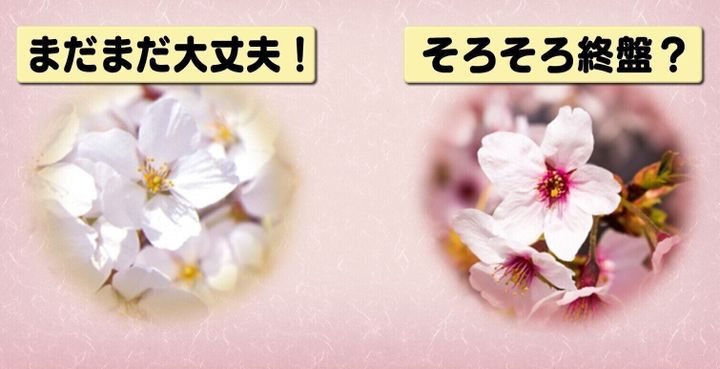 桜の花の注目ポイント