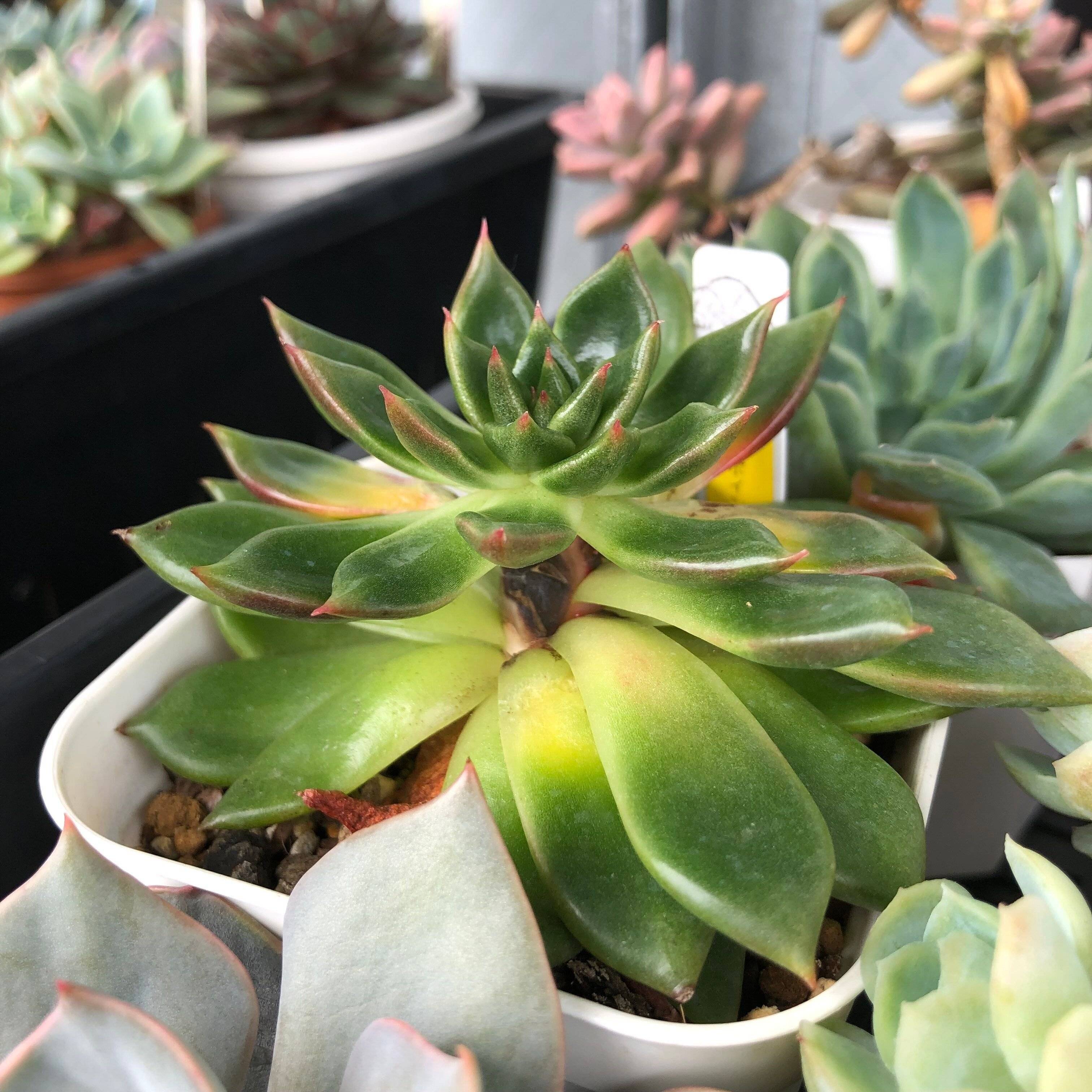 多肉植物　蒸れ