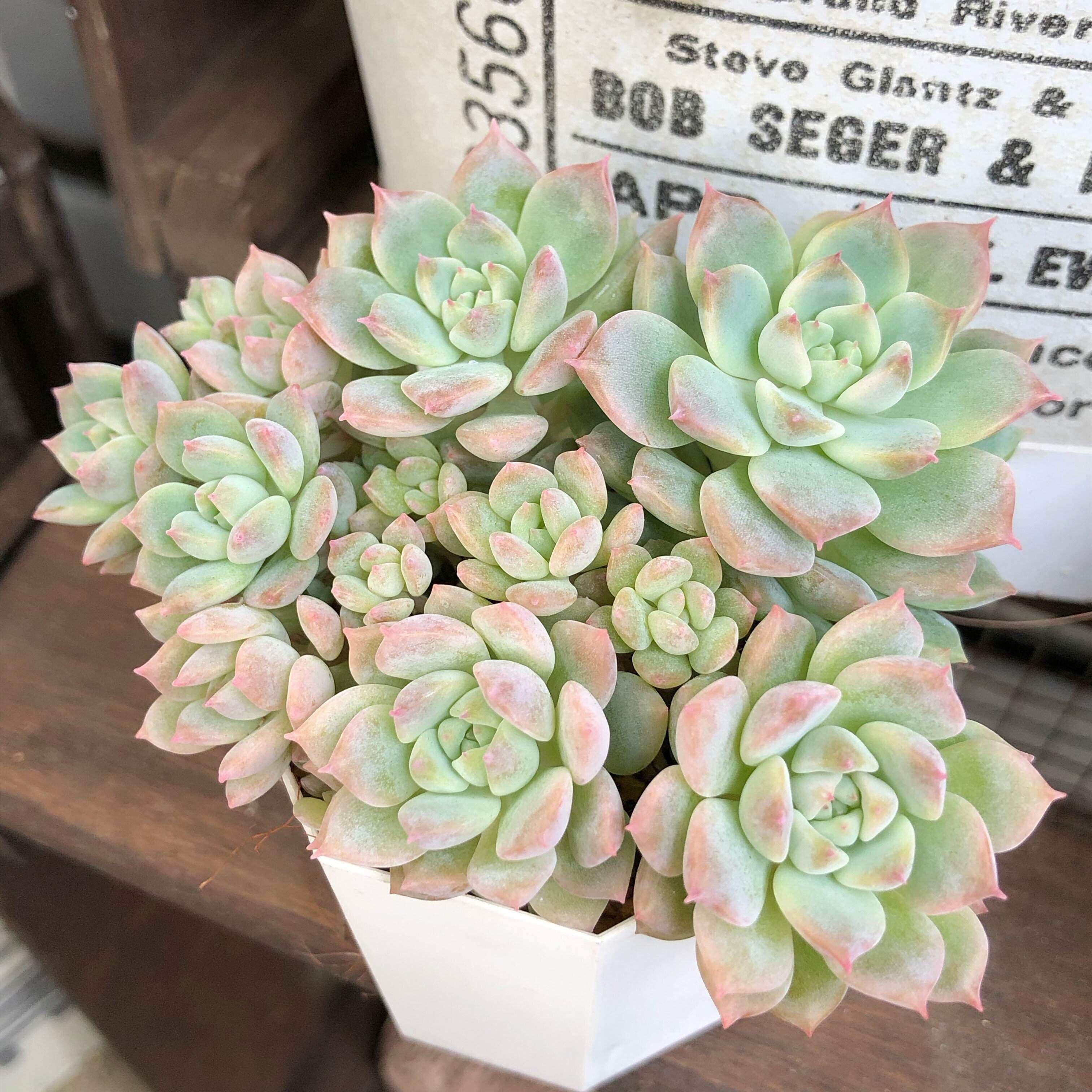 猛暑でも元気！多肉植物を守る簡単な5つの対策