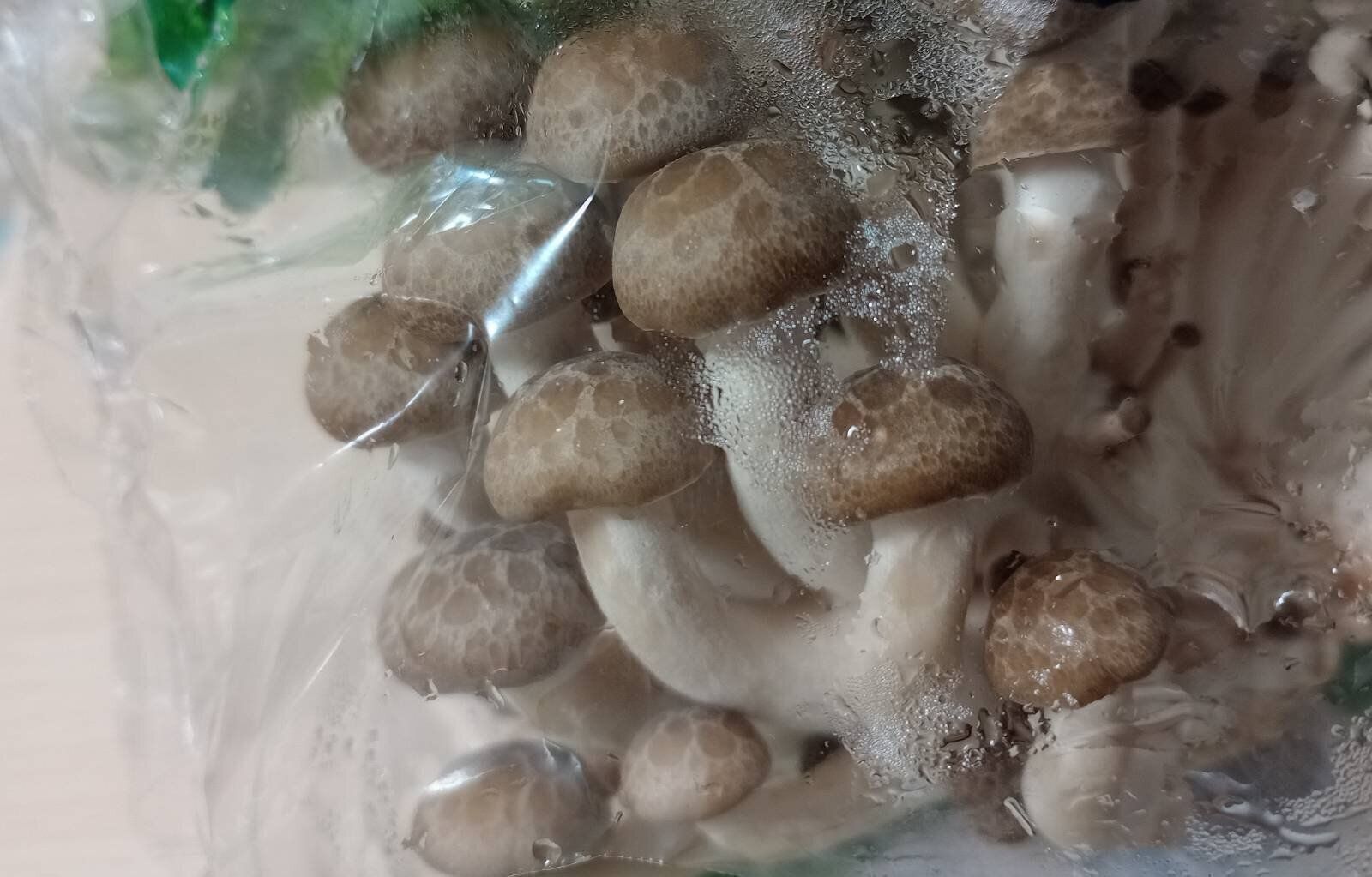 しめじのパッケージ