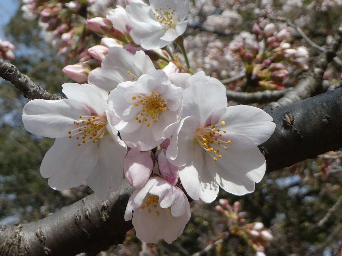 桜の花