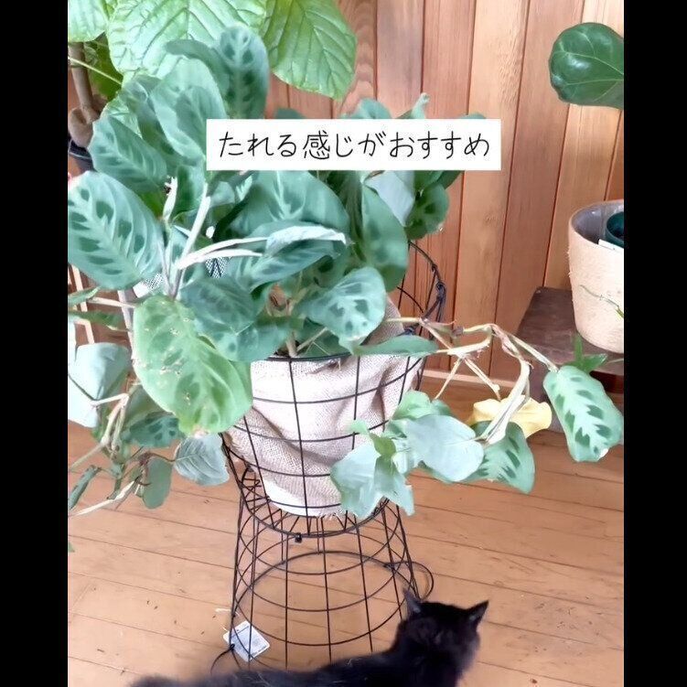 【ダイソー】乗せるだけでOK！ワイヤーバスケット花台