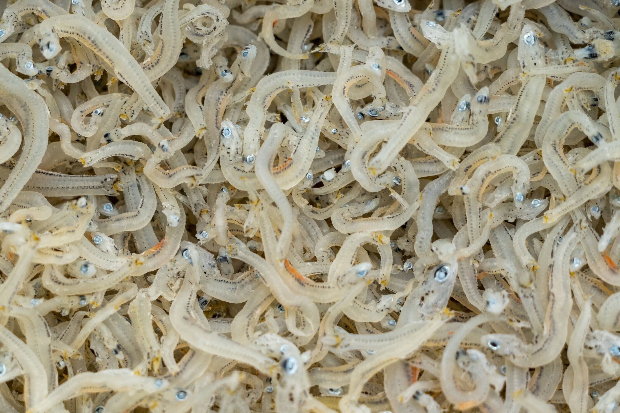 乾燥した若いイワシをクローズアップ