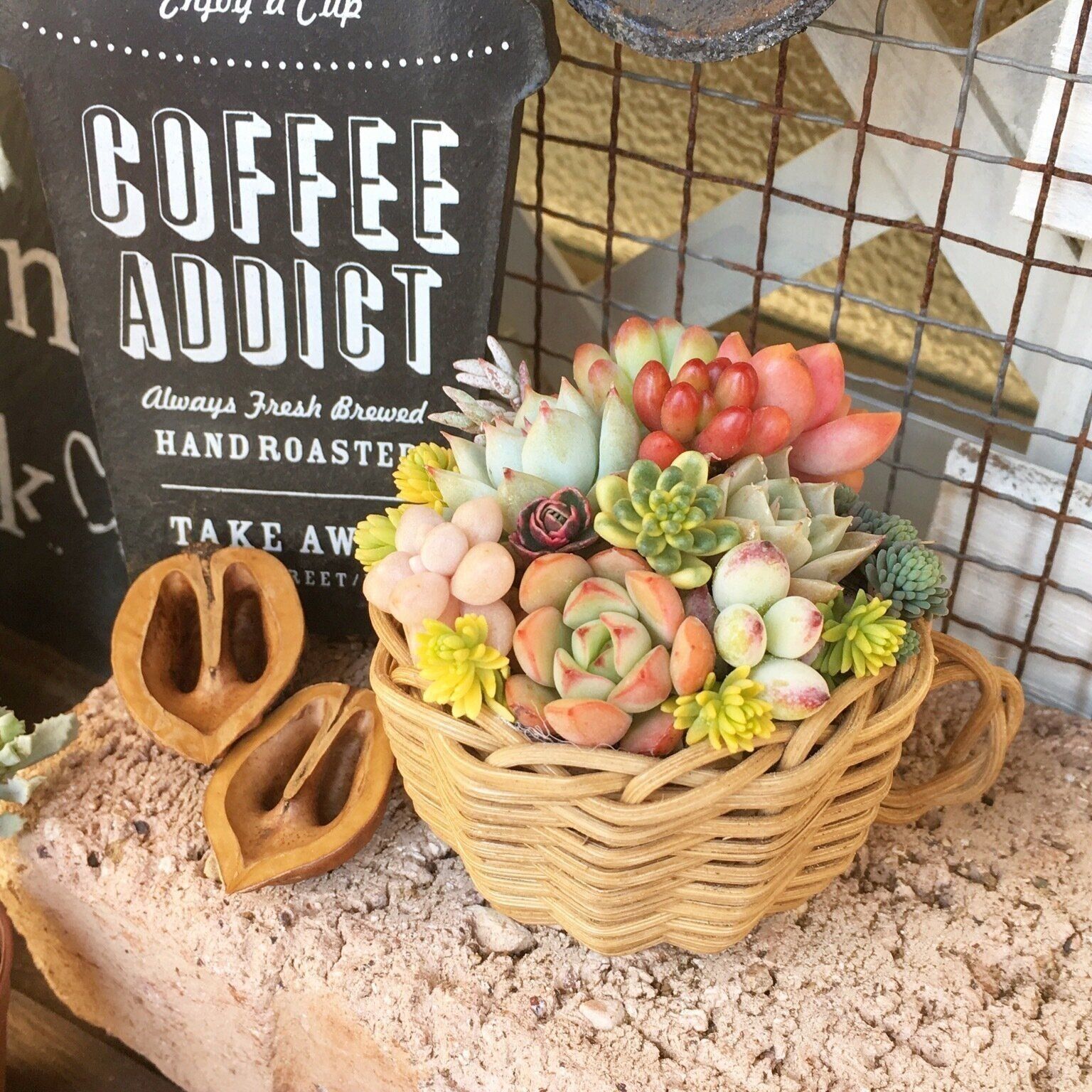 多肉植物　おすすめ