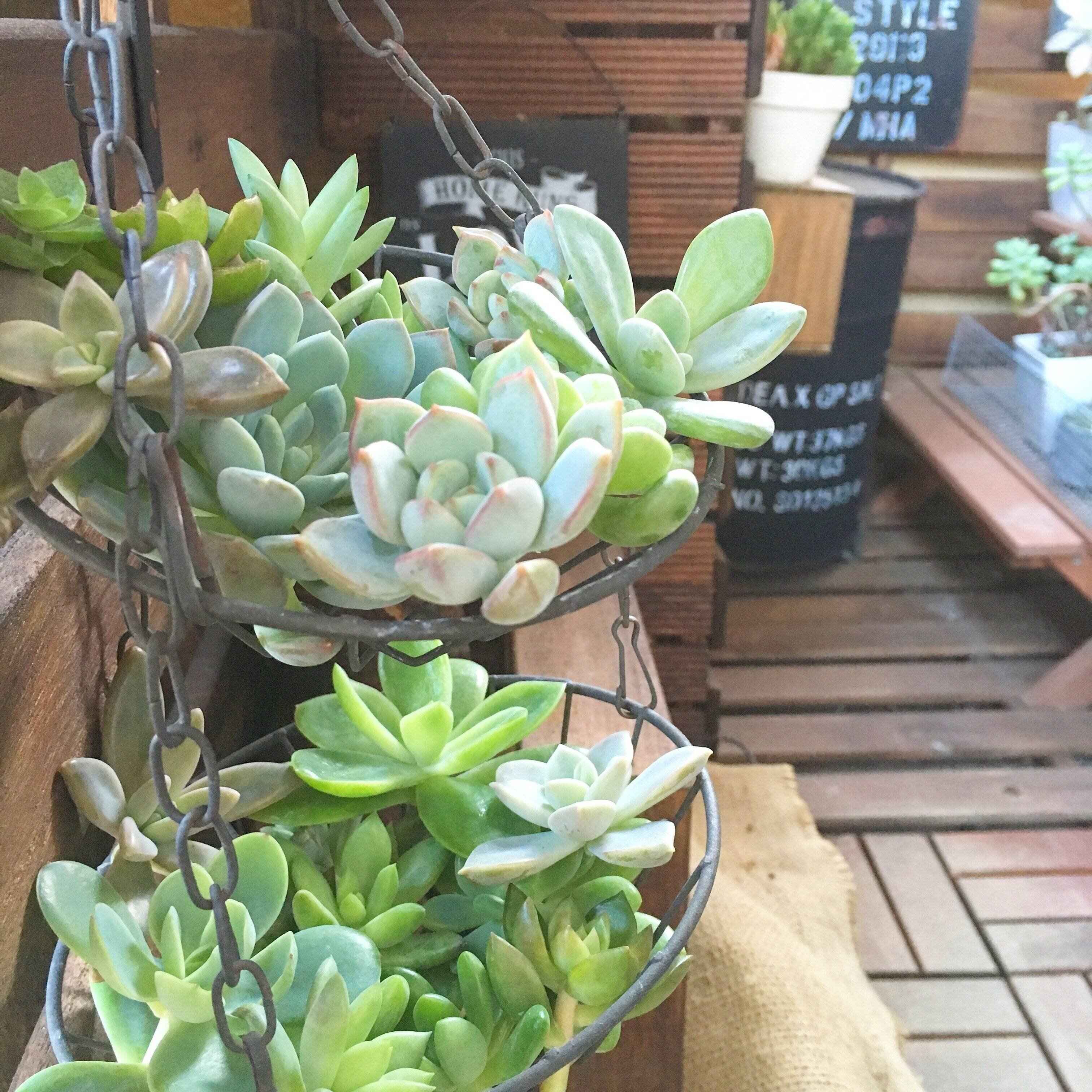 【多肉植物】あわてて買って大後悔！涼しくなってから買いたい品種をマニアが厳選！