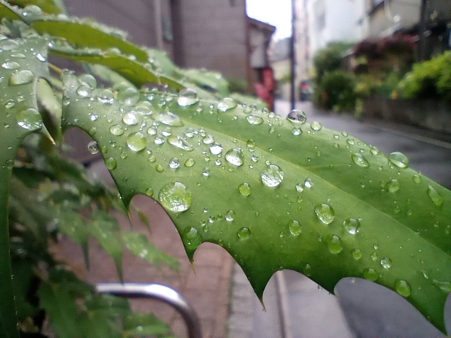 葉について雨粒