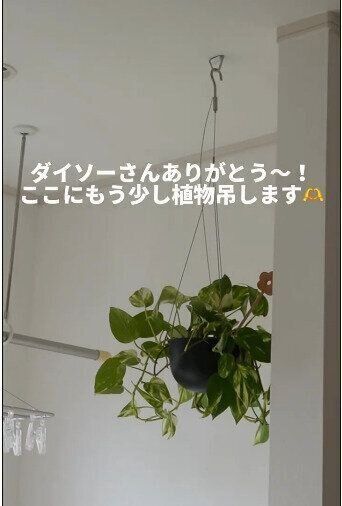 【ダイソー】観葉植物のハンギングやインテリアの設置にぴったり