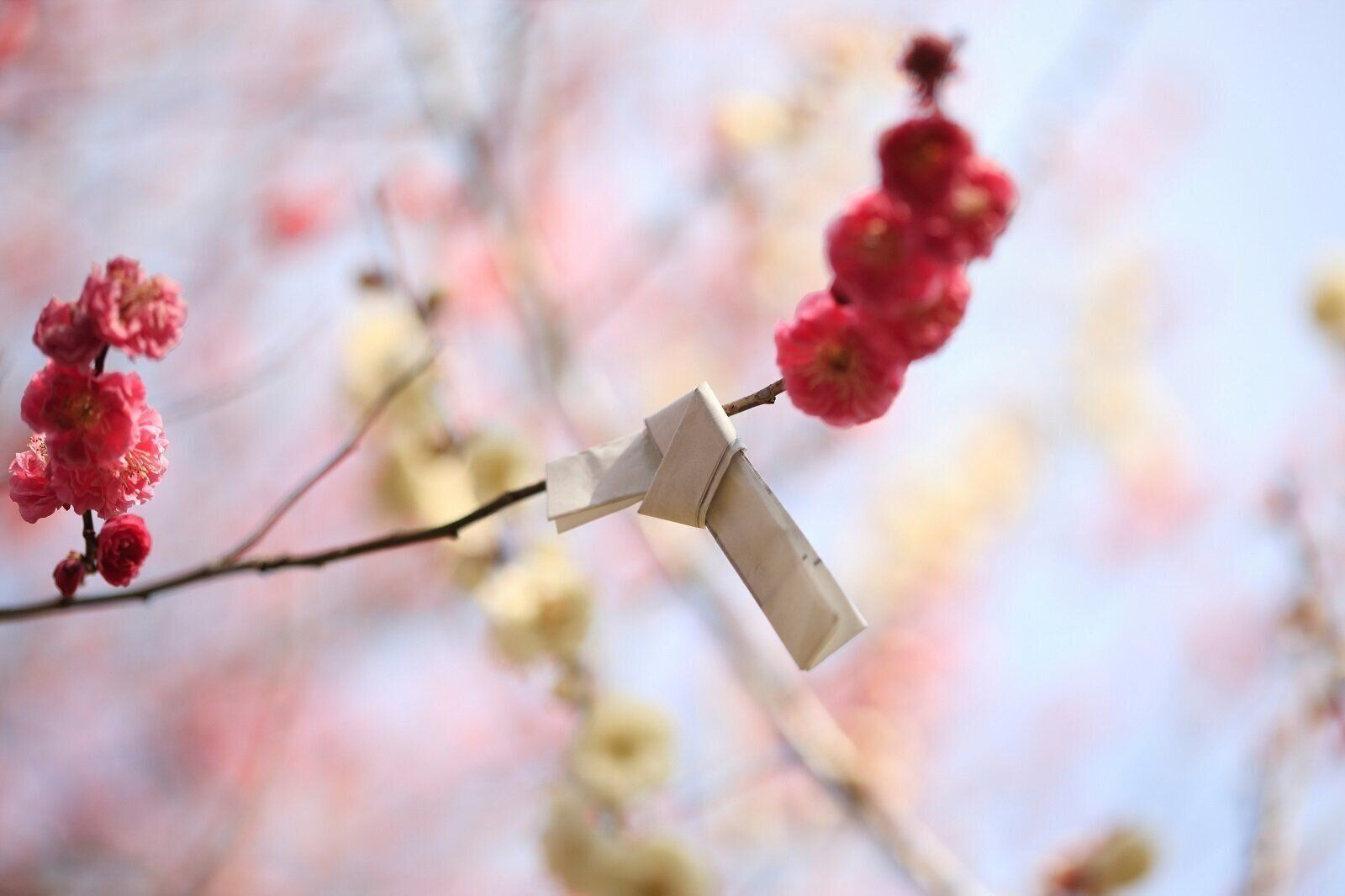 【お賽銭はいくらが正解？】運気を上げる初詣のルール９【Dr.コパの風水解説】